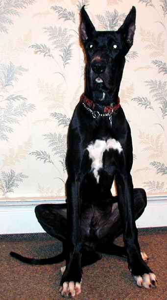 Funny Dog Quotes funny quotes about dogs. Funny Dog Quotes