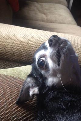 Angel, June 2004 - February 26, 2019 Angel, June 2004 - February 26, 2019