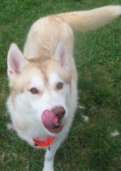 All my love goes to you, you are the best companion anyone can ever ask for, i miss you All my love goes to you, you are the best companion anyone can ever ask for, i miss you