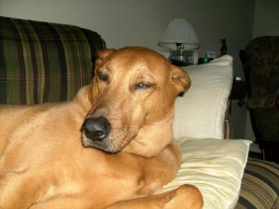 RIP Beau, One of the best dogs and friends I've ever known RIP Beau, One of the best dogs and friends I've ever known