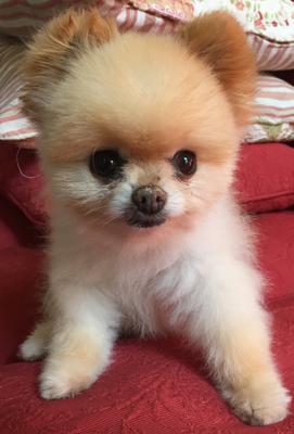 Bella Malibu Bella Malibu