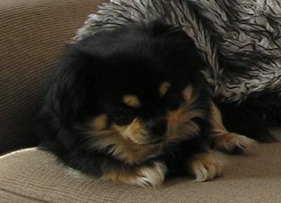 My beautiful boy Benson My beautiful boy Benson