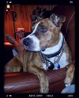 Brutus (Bubba) Brutus (Bubba)