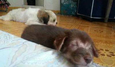 Brown pup Chico Brown pup Chico