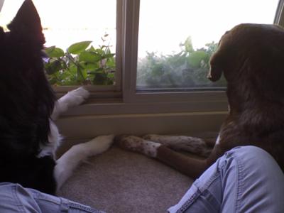 Chili & Ginger Chili & Ginger