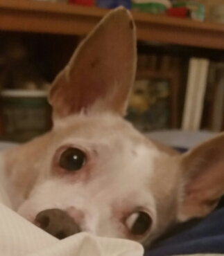 Cricket in bed Cricket in bed