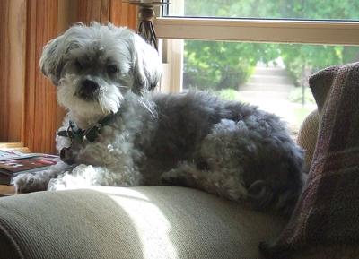 Our Friend Moochie Our Friend Moochie