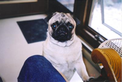 My Faithful Max My Faithful Max