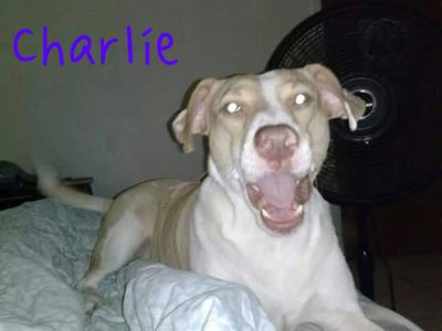 Charlie waking me up in the morning Charlie waking me up in the morning