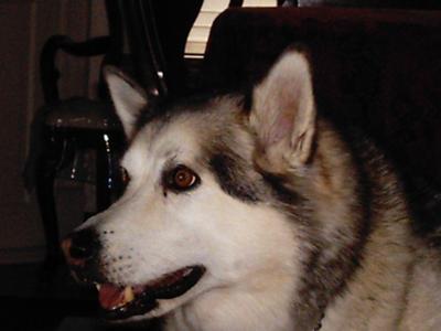 best dogs in the world lucky the best in the world best dogs in the world lucky the best in the world