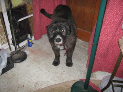 LoriAnne's Lucy LoriAnne's Lucy