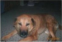 Missy Bear, aka Mama Bear Missy Bear, aka Mama Bear