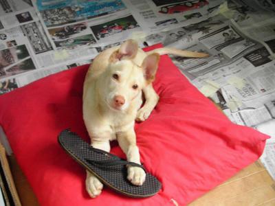 With his Favourite Chew toy, my brither's slipper With his Favourite Chew toy, my brither's slipper