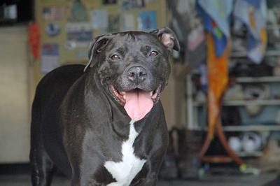 Sniper Snyder Sniper Snyder