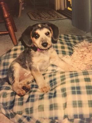 Puppy Cinders  Puppy Cinders