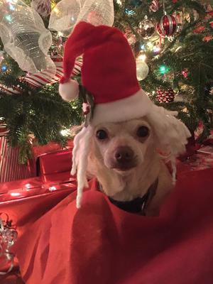 Her last Christmas, 2016 Her last Christmas, 2016