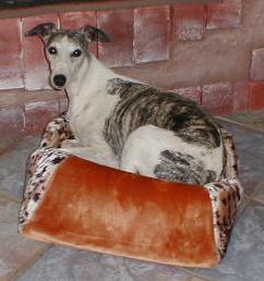 Mellie, trying to fit in the cat's bed Mellie, trying to fit in the cat's bed