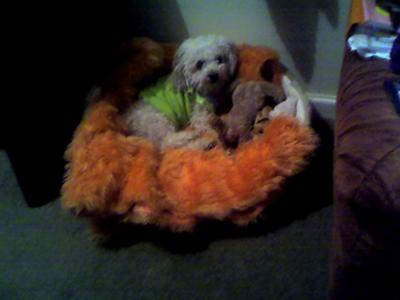 My Angel Toto My Angel Toto