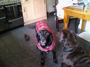 Happy and well picture :'(  Happy and well picture :'(