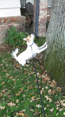 My little squirrel chaser  My little squirrel chaser