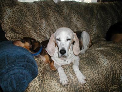 My Sweet Lily May My Sweet Lily May