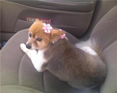 My beloved Roxy My beloved Roxy