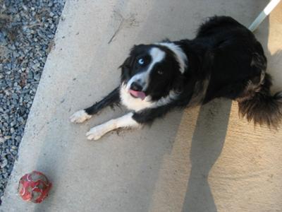 Blue the border collie Blue the border collie
