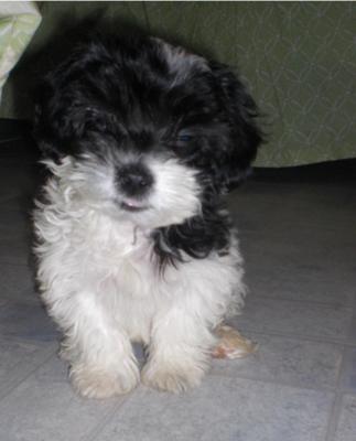 Oreo lindo Oreo lindo