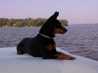 Roxy loved going to the river on the boat! Roxy loved going to the river on the boat!