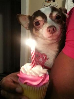 Rolo on his last Birthday :(  Rolo on his last Birthday :(