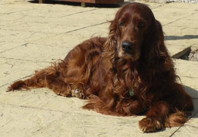 Handsome Paddy x Handsome Paddy x