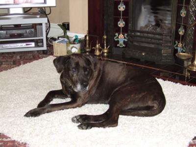 Jessie sitting pretty on the mat Jessie sitting pretty on the mat