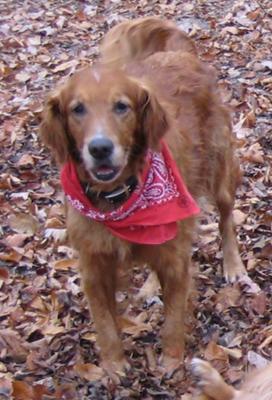 Pineywoods' Shur Shot Copper Pineywoods' Shur Shot Copper