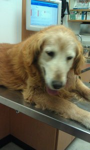 Simba 6/12/11 Simba 6/12/11