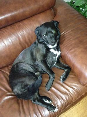 Rocky in his favourite chair Rocky in his favourite chair