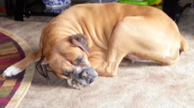 My Beautiful Dog My Beautiful Dog