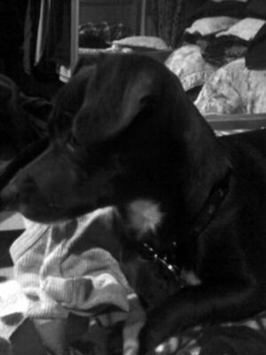 A One Of A Kind Dog A One Of A Kind Dog