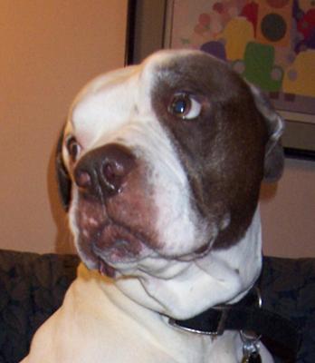 Gotti...Dapper Dan, my truest friend ever Gotti...Dapper Dan, my truest friend ever