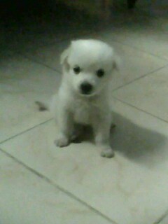 Candy, The Fluffy Doll