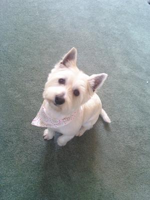 Clean and groomed, waiting for daddy