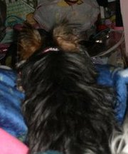 Bailey, My current dog