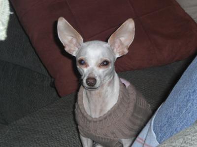 Bella during Christmas ~ '06