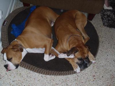 Best Friends for Life