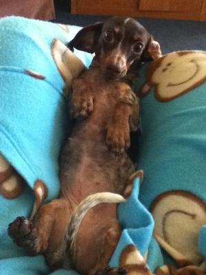 Critter snuggling with me on the couch in March 2012. ♥