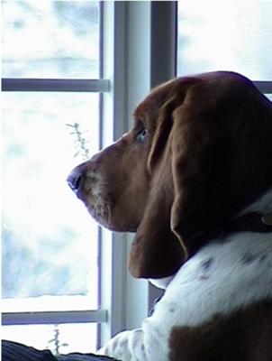 Daisy Mae, You Will Be Missed! Daisy Mae, You Will Be Missed!