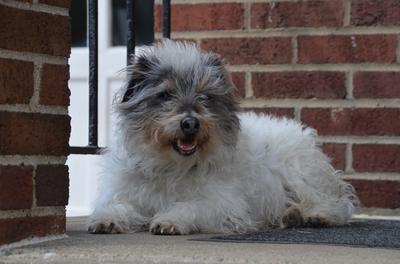 Paw prints on our hearts forever...