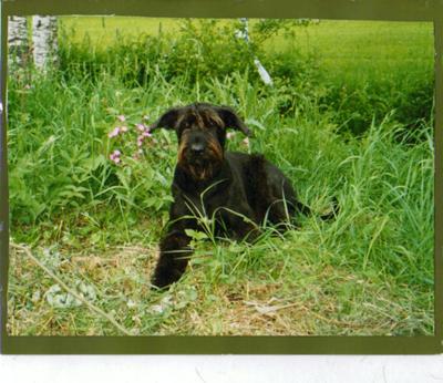 Den allra bästa vän som ingen ville ha som fiende.