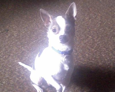 Dobie Wendel Oct. 2005-Jan. 2014