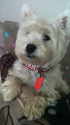 Dolly at the Caravan