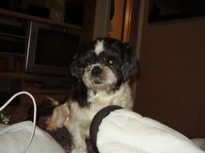 Gizmo in 2007, when he was healthy